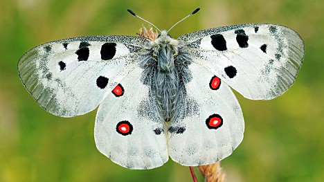Powrót rzadkiego motyla w Karkonosze