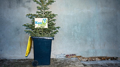 Where to throw away and dispose of the Christmas tree