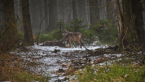 Vlk v Krkonoších smrtelně postřelen