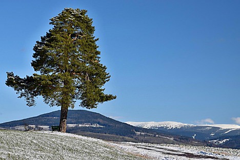 Památné stromy: Borovice v Horní Kalné
